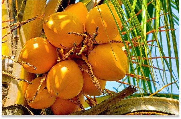 King coconut water 350 ml (තැඹිලි වතුර - kookosvesi) 100%