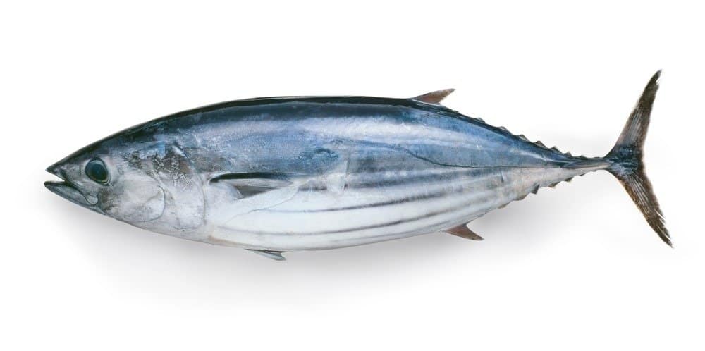 Bonito/Little Tuna (ඇටවල්ලා) Steaks  100-300 1kg