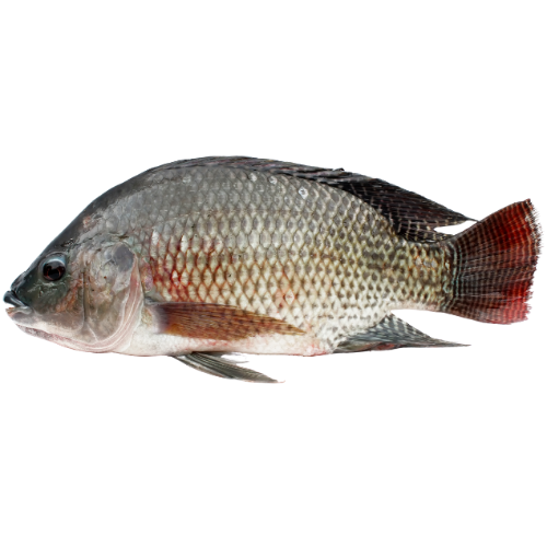 Frozen Tilapia G/S 500 - 800g